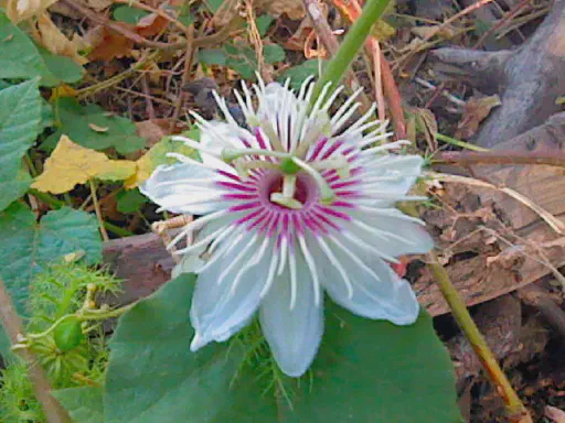 Flores de Septiembre